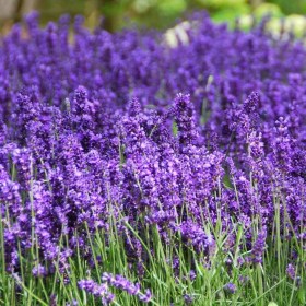 Közönséges levendula ‘Munstead Strain’ - Lavandula angustifolia